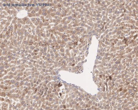 HUABIO HA722086 image 2