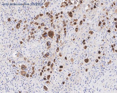 HUABIO HA722093 image 3