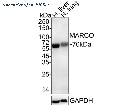 HUABIO HA722114 image 1