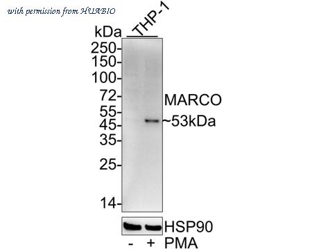 HUABIO HA722114 image 2