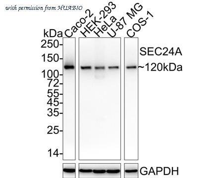 HUABIO HA722119 image 1