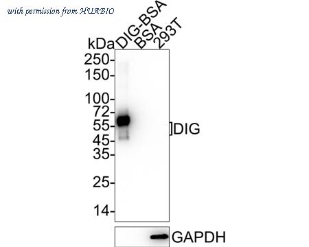 HUABIO HA722123 image 1