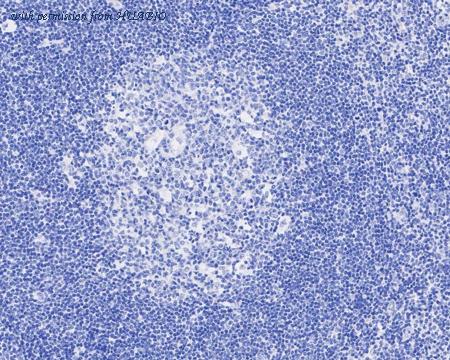 HUABIO HA722123 image 3