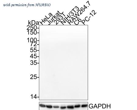 HUABIO HA722127 image 1