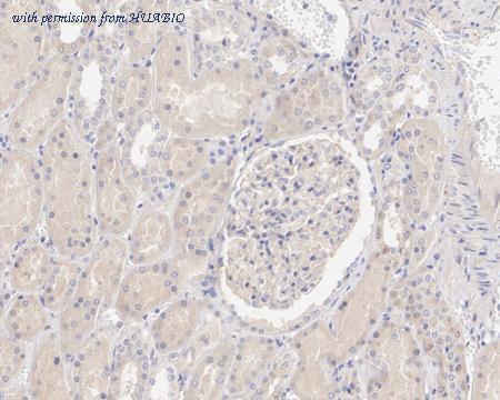 HUABIO HA722130 image 2