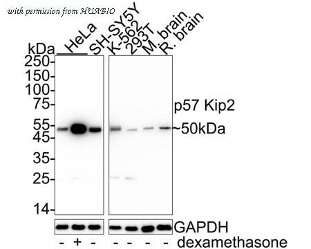 HUABIO HA722137 image 1