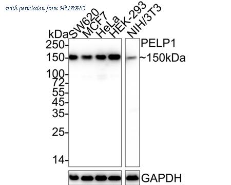 HUABIO HA722138 image 1