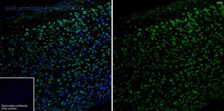 HUABIO HA722139 image 1