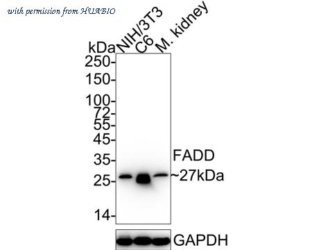 HUABIO HA722140 image 1