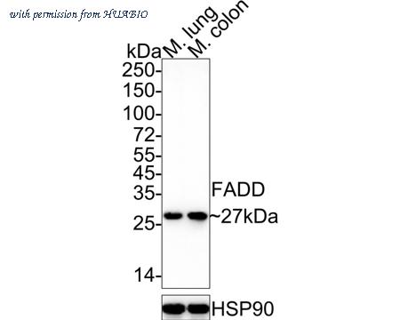 HUABIO HA722140 image 2
