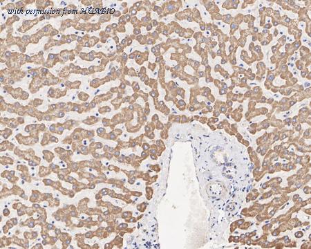 HUABIO HA722142 image 3