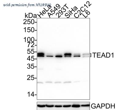 HUABIO HA722144 image 1