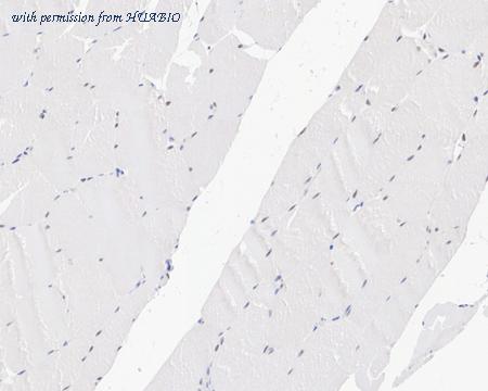 HUABIO HA722144 image 2