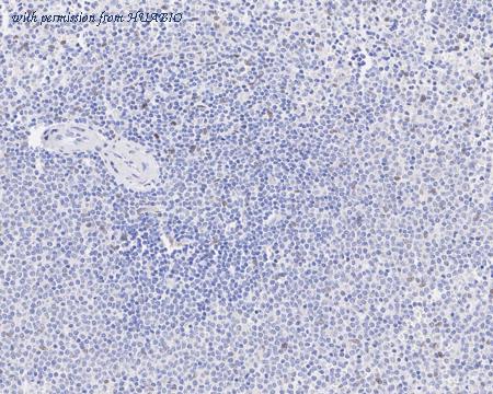 HUABIO HA722144 image 3