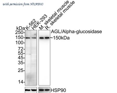 HUABIO HA722155 image 1