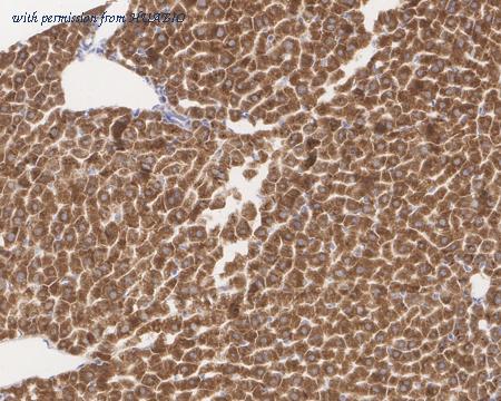 HUABIO HA722155 image 3