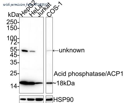 HUABIO HA722156 image 1