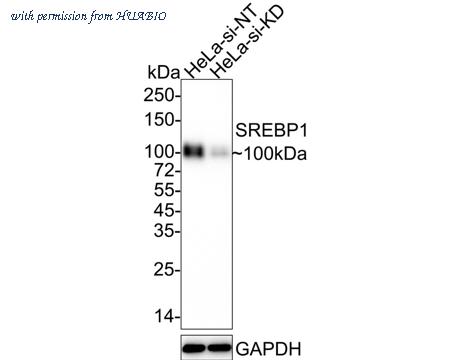 HUABIO HA722160 image 2