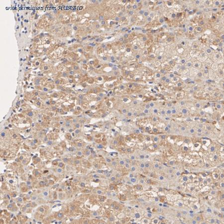 HUABIO HA722160 image 3