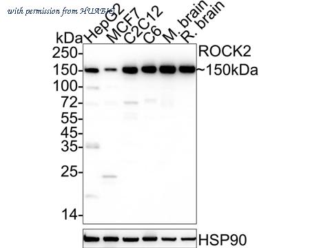 HUABIO HA722176 image 1