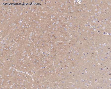 HUABIO HA722176 image 3