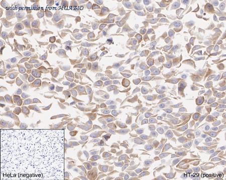 HUABIO HA722183 image 2