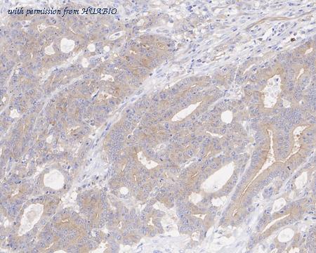 HUABIO HA722183 image 3