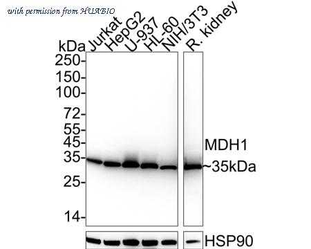 HUABIO HA722196 image 1