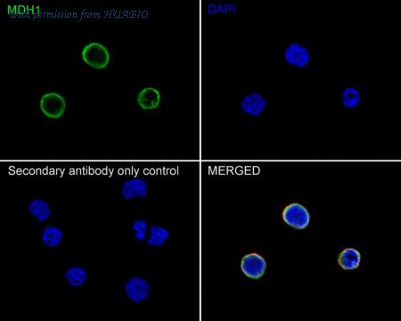 HUABIO HA722196 image 2
