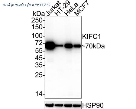 HUABIO HA722197 image 1