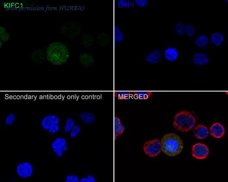 HUABIO HA722197 image 2