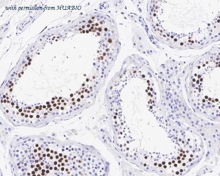 HUABIO HA722197 image 3