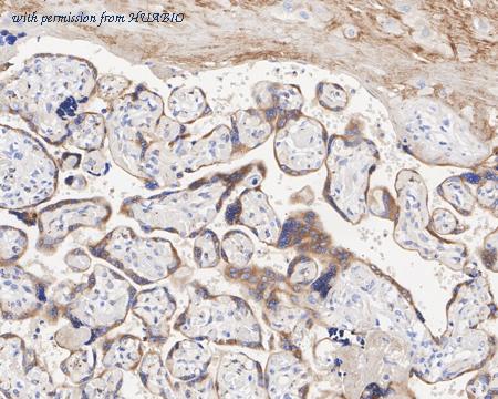 HUABIO HA722199 image 3