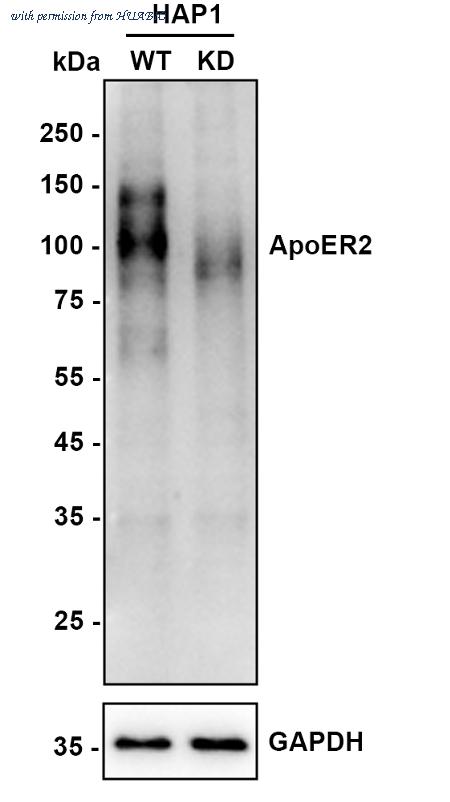 HUABIO HA722203 image 2