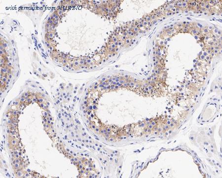 HUABIO HA722203 image 3