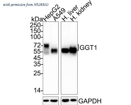 HUABIO HA722214 image 1