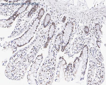 HUABIO HA722219 image 3