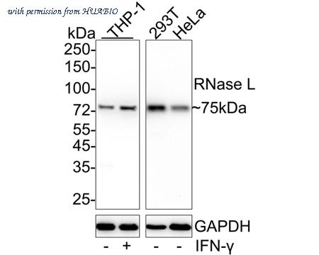 HUABIO HA722221 image 1