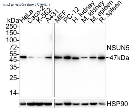 HUABIO HA722223 image 1