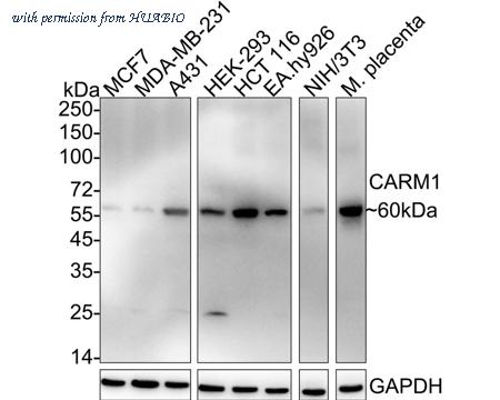 HUABIO HA722224 image 1