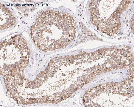 HUABIO HA722224 image 2