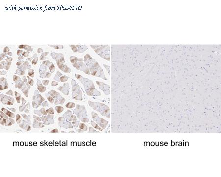 HUABIO HA722228 image 2