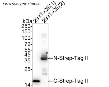 HUABIO HA722229 image 1