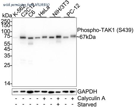 HUABIO HA722242 image 1