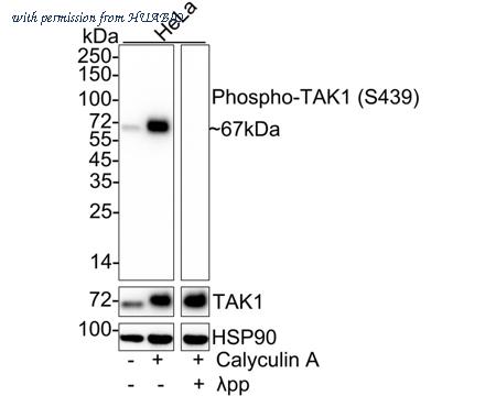 HUABIO HA722242 image 2