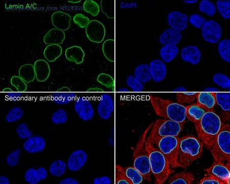 HUABIO HA722245 image 3