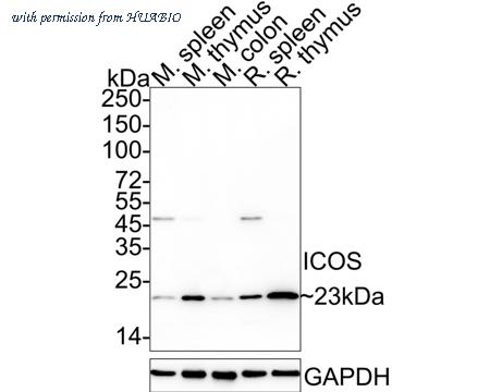 HUABIO HA722247 image 1