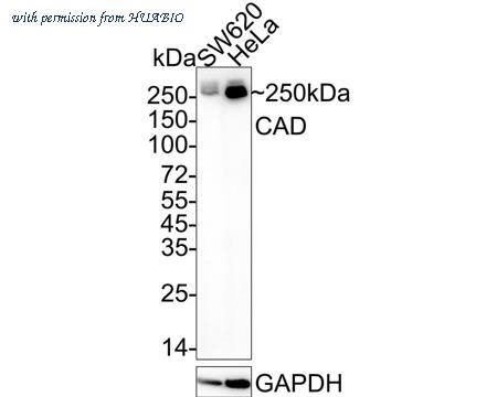 HUABIO HA722248 image 1