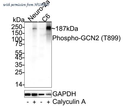 HUABIO HA722249 image 2
