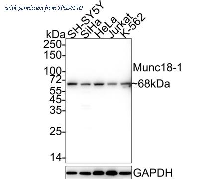 HUABIO HA722250 image 1